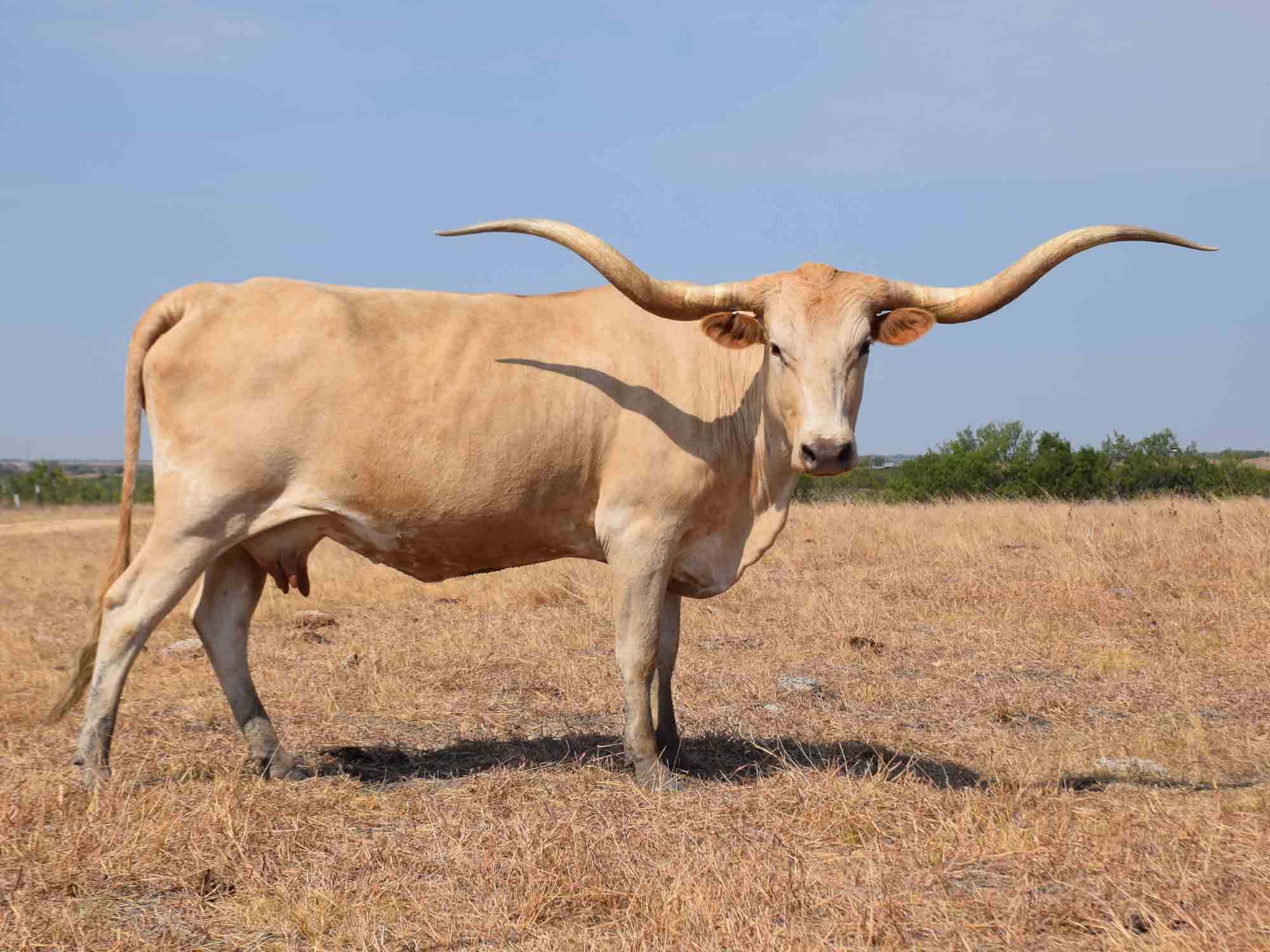 Rocking O Longhorns Texas Longhorn heifer calves for sale